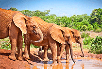 Malindi Tsavo East National Park Safari Day Trip