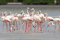 Mida Creek Reserve Malindi Day Tour