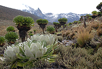 Mount Kenya Climb 1 Day Hike Naro Moru Route