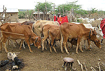 Arusha 1 Day Cultural Tour Oldonyo Sambu Arusha Region