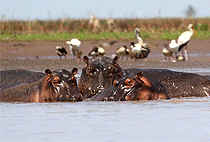 Malindi Full Day Tour Robinson Island Marafa Hells Kitchen 