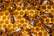 Arusha 1 Day Sakila Village Tour Stingless Bees Project 