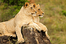 Taita Hills Wildlife Sanctuary Safari 3 Days 2 Nights 