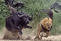 Taita Hills Wildlife Sanctuary Safari 3 Days 2 Nights 