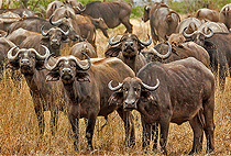 2 Days 1 Night Tanzania Luxury Flying Safaris