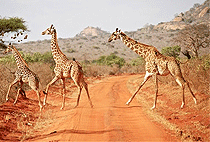 Malindi Tsavo East National Park Safari Day Trip