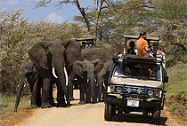 Mwanza Serengeti National Park Day Trip Tanzania