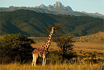 3 Day Lewa Wildlife Conservancy Luxury Flying Safari