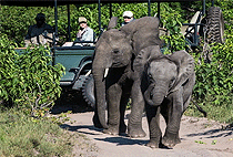 Amboseli Serena Safari Lodge 3 Days 2 Nights Flying Package