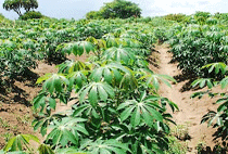 Dar-es-Salaam Cultural Day Tour Gezaulole Village 