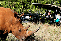 3 Day Lewa Wildlife Conservancy Luxury Flying Safari