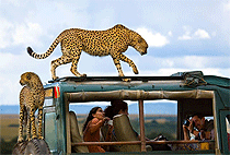 2 Days Mara Serena Safari Lodge Luxury Flying Safari 