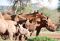 Mkomazi National Park Tanzania 1 Day Safari