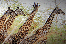 Mkomazi National Park Tanzania 1 Day Safari