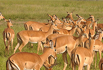 Mwanza City Day Trip Saanane Island National Park