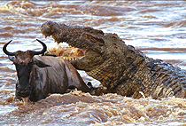 Mwanza Serengeti National Park Day Trip Tanzania