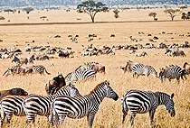 Mwanza Serengeti National Park Day Trip Tanzania