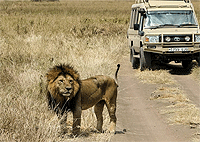 Mwanza City Tours Day Trips Tanzania Serengeti National Park Day Trip from Mwanza