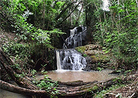 Nairobi Hiking Tour 2 Hour Walk Karura Forest