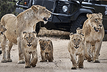 Larsens Camp Samburu 3 Days 2 Nights Flying Safari Package