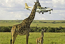 Mara Serena Safari Lodge 3 Days 2 Nights Flying Package