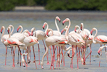 Mida Creek Gedi Ruins Mombasa 1 Day Tour