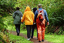 Nairobi Hiking Tour 2 Hour Walk Karura Forest
