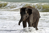 Saadani National Park Day Trip Dar es Salaam Safari