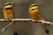 Kampala Day Tour Sezibwa Falls Buganda Cultural Experience