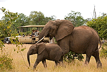 2 Days Tawi Lodge Amboseli Flying Safari Package