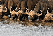 2 Days Queen Elizabeth National Park Safari Uganda