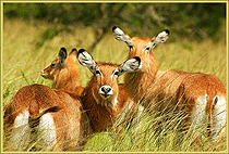 2 Days Lake Mburo National Park Safari Uganda