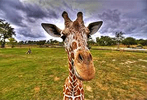 2 Days Uganda Road Safari Holidays