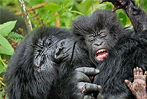 2 Days Uganda Road Safari Holidays