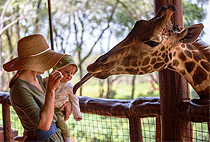 Nairobi Park Baby Elephants Giraffe Centre Karen Blixen Museum Tour