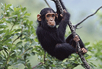 Kigali Rwanda 1 Day Trips Excursions Safaris