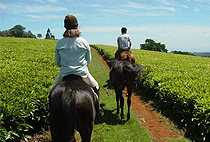 Nairobi Horse Riding Day Tour Kawamwaki Farm Limuru
