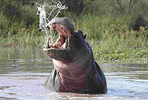 2 Days Lake Mburo National Park Safari Uganda