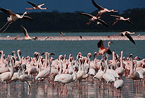 Crater Lake Sanctuary Lake Naivasha Boat Ride 1 Day Tour