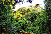 Nairobi Hiking Tour 5 KM Oloolua Nature Trail Karen