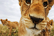 Nairobi National Park Elephant Orphanage Giraffe Centre Tour