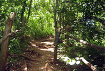 Nairobi Hiking Tour 5 KM Oloolua Nature Trail Karen