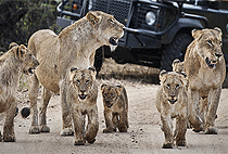 2 Days Queen Elizabeth National Park Safari Uganda