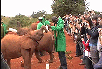 Nairobi Park Baby Elephants Giraffe Centre Karen Blixen Museum Tour