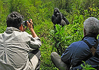 Kigali 1 Day Gorilla Trekking Trip Rwanda Short Safari 