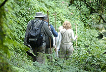 Kigali 1 Day Gorilla Trekking Trip Rwanda Short Safari 