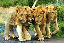 Akagera National Park Day Trip Safari Kigali