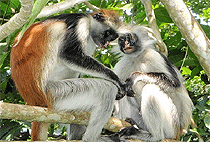 Jozani Forest Zanzibar Butterfly Centre Zala Park Day Tour