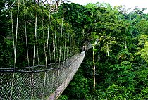 Rwanda Gorilla Trekking Safaris Holiday Tours