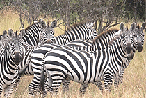 Rwanda Gorilla Trekking Safaris Holiday Tours